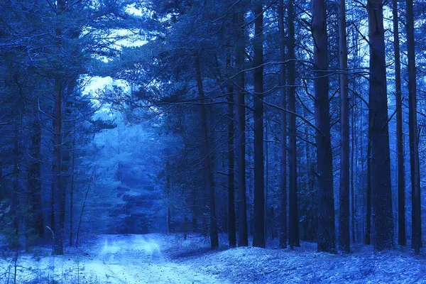 Вечір Зимовому Лісовому Пейзажі Вид Темні Дерева Містичний — стокове фото