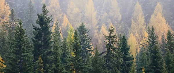 Niebla Otoño Paisaje Bosque Montañas Árboles Vista Niebla —  Fotos de Stock