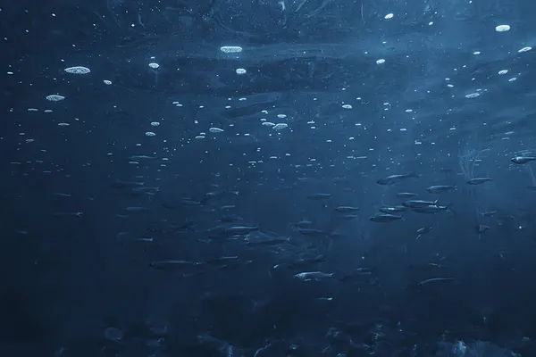 Ryby Podwodne Płycizna Abstrakcyjne Tło Natura Morze Ocean Ekosystem — Zdjęcie stockowe