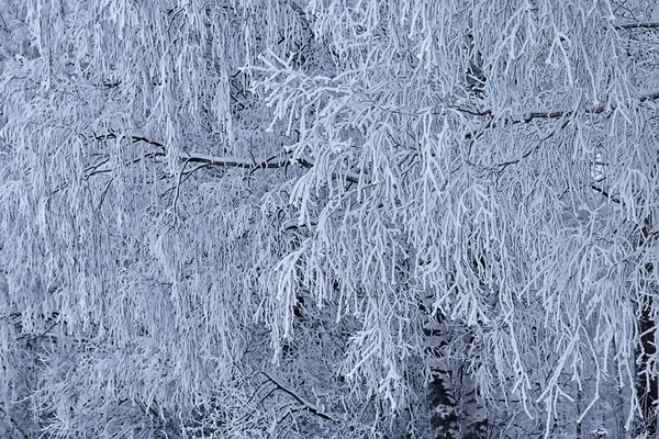 Branches Covered Frost Background Abstract Winter December View — Stock Photo, Image