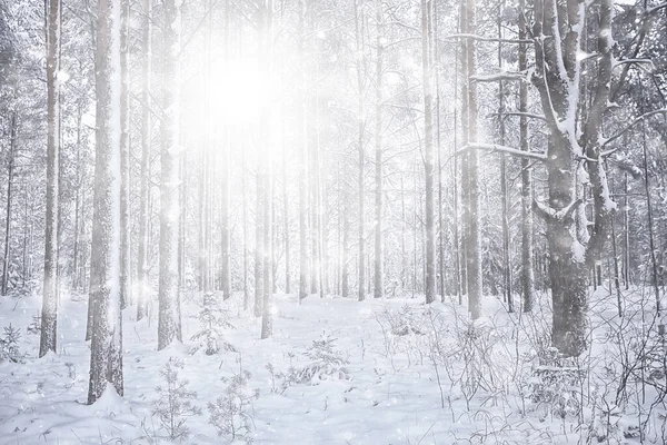 Inverno Sfondo Neve Alberi Astratto Offuscata Bianco — Foto Stock