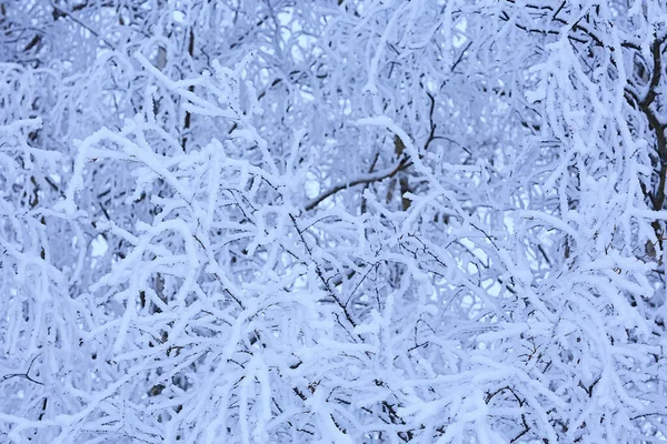 覆盖着霜冻背景的树枝抽象的冬季12月视图 — 图库照片