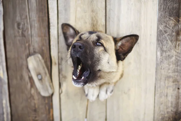 Guard Dog Dog House Security Background — Stock Photo, Image