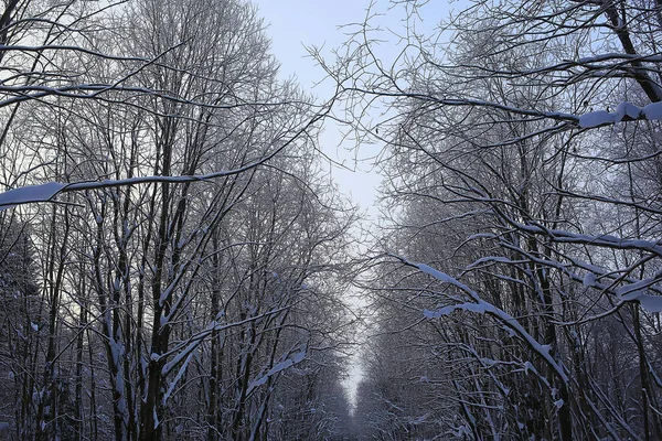 Гілки Покриті Морозним Фоном Абстрактний Вид Зиму Грудень — стокове фото