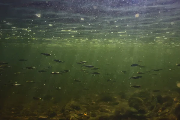 Peixe Cardume Subaquático Fundo Abstrato Natureza Mar Oceano Ecossistema — Fotografia de Stock
