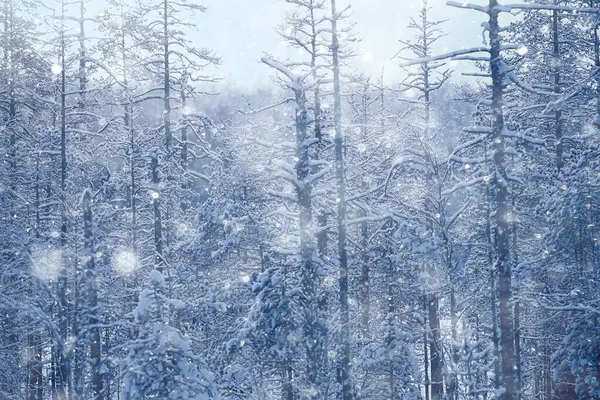 Téli Háttér Hóesés Fák Elvont Elmosódott Fehér — Stock Fotó