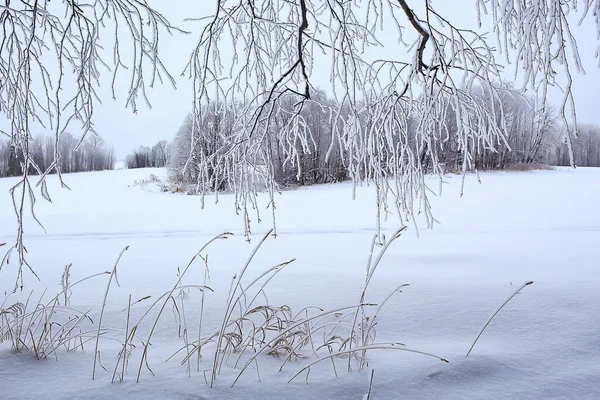 Ramos Cobertos Com Geada Fundo Abstrato Inverno Dezembro Vista — Fotografia de Stock