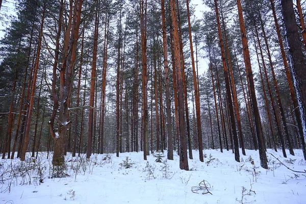 Forêt Conifères Couverte Givre Paysage Hivernal Arbres Neige — Photo