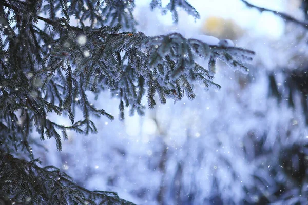 Kış Ormanlarında Yılbaşı Ağacı — Stok fotoğraf