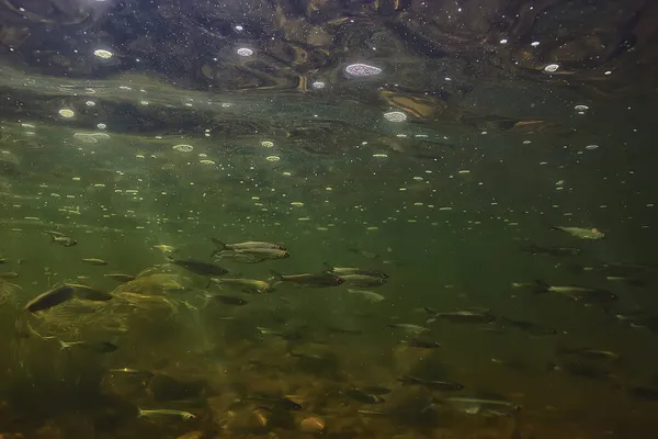 Bandada Peces Pequeños Bajo Agua Peces Desolados Agua Dulce Paisaje —  Fotos de Stock