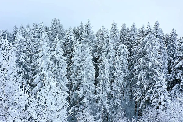 Trees Forest Frost Top View Background Abstract Drone View Nature — Stock Photo, Image