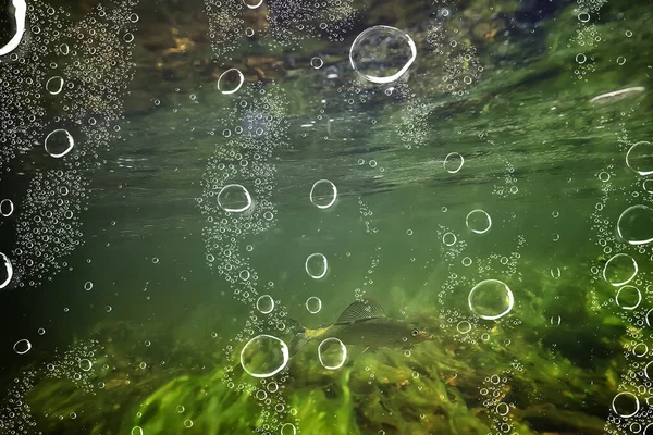 Водой Пресная Вода Зеленый Фон Солнечными Лучами Водой — стоковое фото