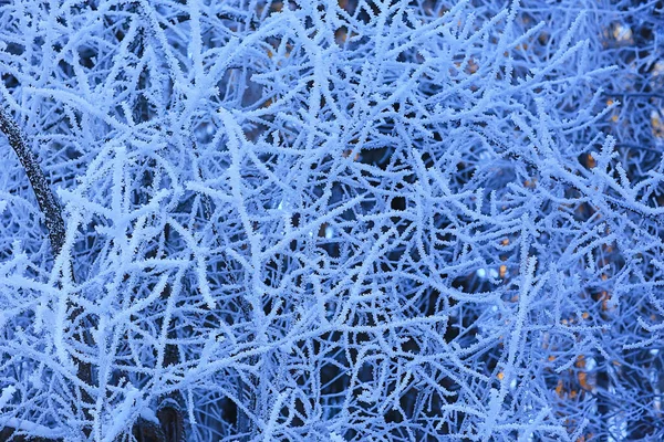 霜の背景に覆われた枝抽象的な冬の12月のビュー — ストック写真