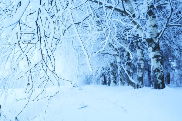 Vinterlandskap Träd Täckta Med Hesparfrost — Stockfoto