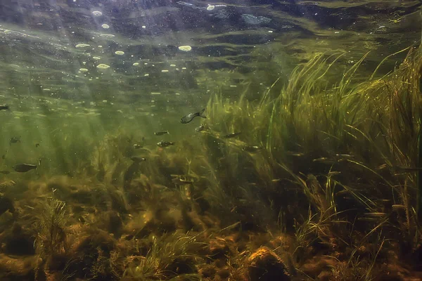 川の中の多色の水中風景藻類澄んだ水水中の植物 — ストック写真