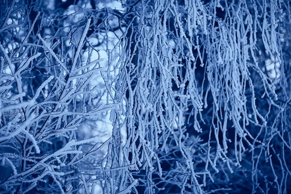 Zweige Mit Frost Hintergrund Abstrakt Winter Dezember Ansicht Bedeckt — Stockfoto