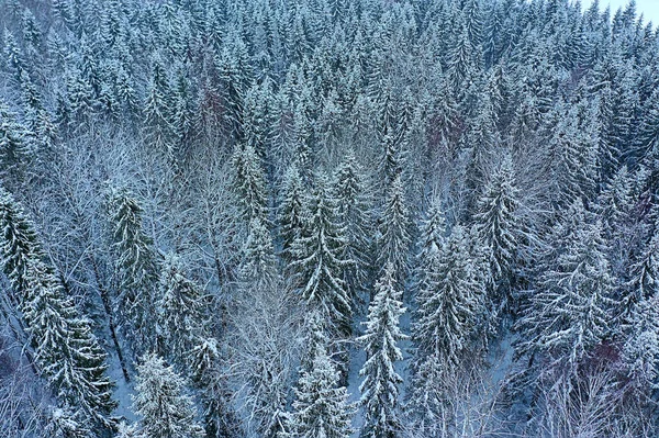 Деревья Леса Мороз Вид Сверху Фон Абстрактный Вид Беспилотника Природа — стоковое фото