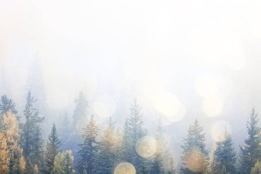 Sonbahar sisi orman dağları, ağaçlar sis manzarası