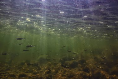 Göldeki su altı geçmişi soyut, temiz tatlı su.