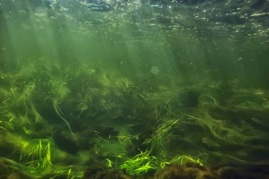 Güneş ışınları suyun altında, deniz manzarası tatlı su nehri dalışı