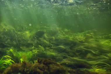 Nehir manzarasında yeşil yosunlar, nehir manzarası, ekoloji doğası.