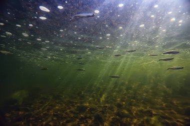 Güneş ışınları suyun altında, deniz manzarası tatlı su nehri dalışı