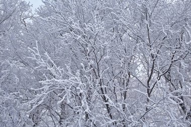 donuk arkaplan ile kaplı dallar soyut kış aralık görünümü