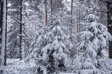 Ormandaki köknar ağaçları Aralıkta karla kaplı