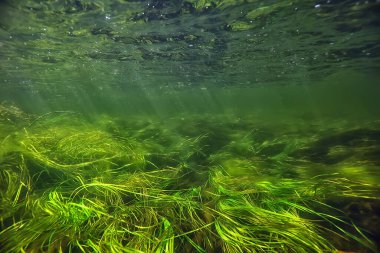 Suyun altında taze su, altında güneş ışınları olan yeşil arka plan, su