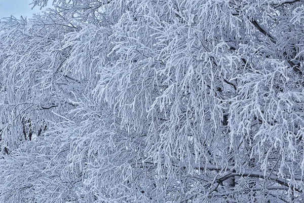Větve Pokryté Mrazem Pozadí Abstraktní Zimní Prosinec Pohled — Stock fotografie