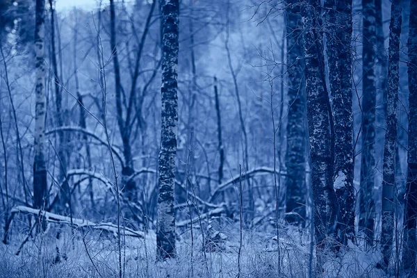 Kış Manzarası Ağaçları Kırağı Kaplamış — Stok fotoğraf