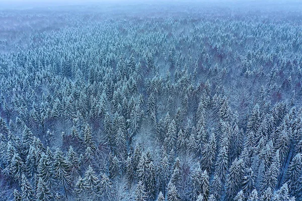 Stromy Les Mráz Vrchol Pohled Pozadí Abstraktní Drone Pohled Příroda — Stock fotografie