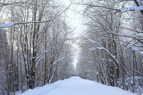 Abend Winter Waldlandschaft Blick Auf Dunkle Bäume Mystisch — Stockfoto