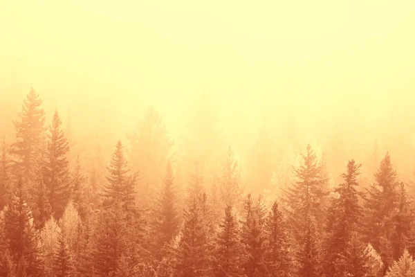 Ősz Köd Táj Erdő Hegyek Fák Kilátás Köd — Stock Fotó