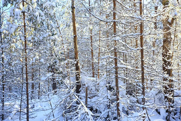 Takken Bedekt Met Vorst Achtergrond Abstracte Winter December Uitzicht — Stockfoto