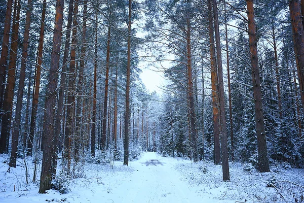 Winter Fir Trees Forest Landscape Snow Covered December — Stock Photo, Image