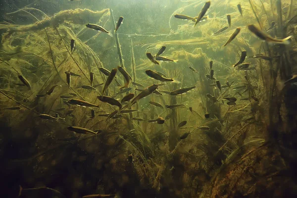 Escuela Peces Acuario Agua Dulce Fondo Ecología Peces Bajo Agua — Foto de Stock