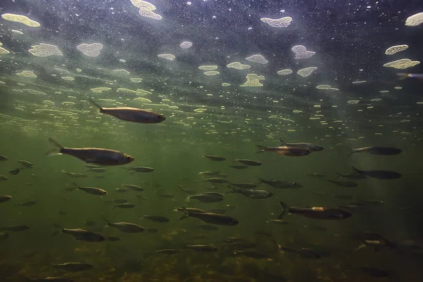 在水下的一群小鱼 淡淡的淡水鱼锚状海景 — 图库照片