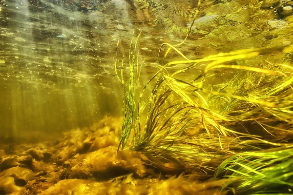 水の風景の下に太陽の光 新鮮な水の川のダイビングを — ストック写真
