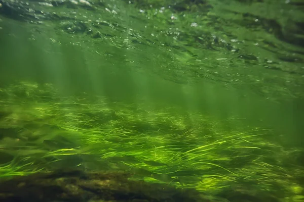 Unterwasser Süßwasser Grünen Hintergrund Mit Sonnenstrahlen Unter Wasser — Stockfoto