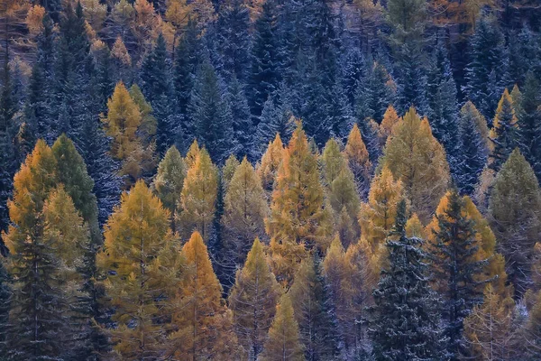 秋の森霜雪アルタイの風景美しい自然 — ストック写真