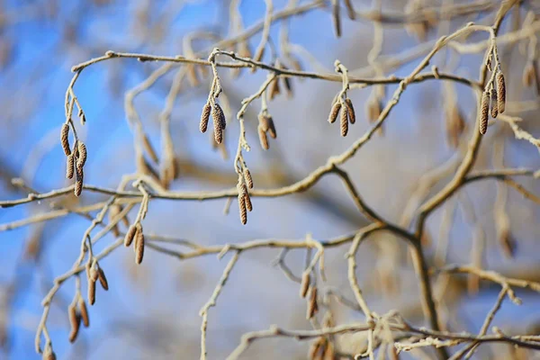 Gałęzie Pokryte Mrozem Tło Abstrakcyjne Zima Widok Grudzień — Zdjęcie stockowe