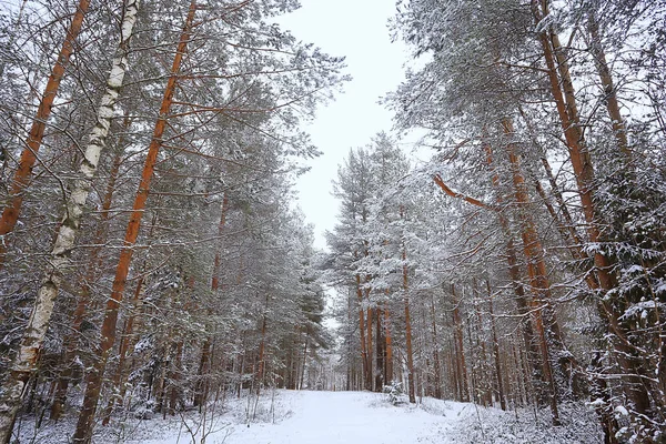 Sapins Hiver Dans Paysage Forestier Avec Neige Couverte Décembre — Photo