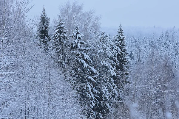 Floresta Conífera Coberta Com Fundo Geada Paisagem Inverno Árvores Neve — Fotografia de Stock