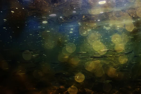 Promienie Słoneczne Pod Wodnym Krajobrazem Krajobraz Morski Nurkowanie Słodką Wodą — Zdjęcie stockowe