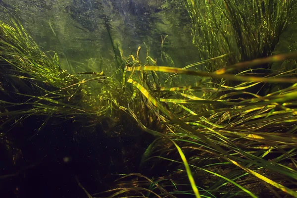 水底绿藻在江景中 生态自然 — 图库照片