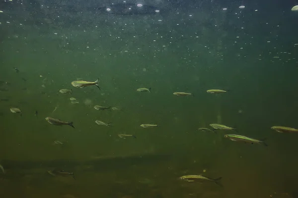 Bando Peixes Pequenos Subaquáticos Peixes Água Doce Sombrios Anchova Paisagem — Fotografia de Stock