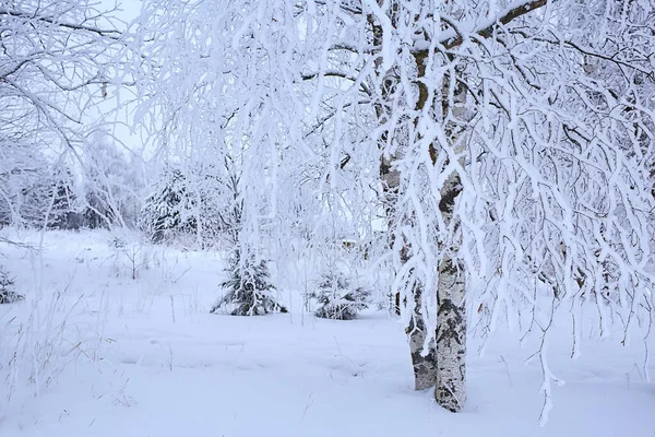 Inverno Árvores Paisagem Cobertas Com Geada — Fotografia de Stock