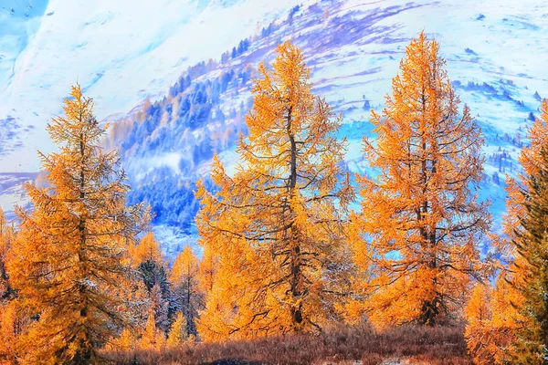 Őszi Erdő Fagy Altai Táj Gyönyörű Természet — Stock Fotó