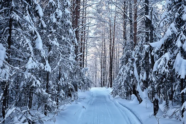 Abeti Invernali Nel Paesaggio Forestale Con Neve Coperta Nel Mese — Foto Stock